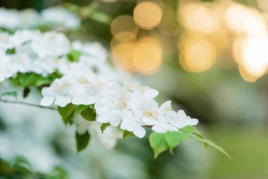 Bahar mevsiminde bahar bahçesinde gün batımında çiçek açan elma ağacı. Ağaçtaki beyaz çiçeklere yaklaş