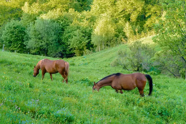 Paarden Grazen Weiden Landelijk Zomerlandschap Landelijk Landschap Met Grazende Paarden — Stockfoto