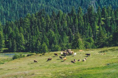 Çiçek açan inekler, tipik çiftlik evleri ve karlı dağ tepeleri arasında taze yeşil çayırlarda otlayan ineklerle birlikte dağlardaki ideal manzara, İsviçre