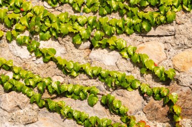 Duvarda Boston sarmaşığı ya da Parthenocissus triküpidata bitkisi var. Japon sarmaşık ya da sarmaşık tırmanma tesisi, doğal arka plan