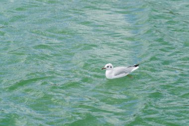Kaya güvercini, kaya güvercini veya Kızılderili güvercini, Columbidae kuş familyasının bir üyesi. Beyaz güvercin kışın gölün kenarında oturuyor.