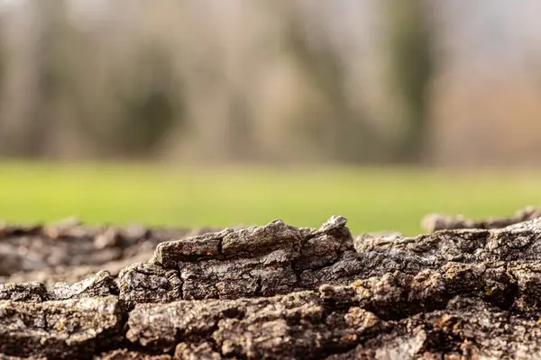 stock image detailed close-up of tree bark texture with a blurred background, ideal for showcasing cosmetic products in a natural setting