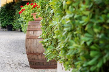 Kırsal ahşap fıçı kırmızı çiçeklerle süslenmiş, yemyeşil bir bahçeyle çevrili.