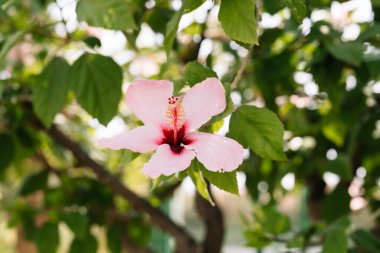 Canlı pembe amber çiçeği, açık hava ortamında yeşil yapraklar ve arka planda yumuşak güneş ışığı ile yakalanır.