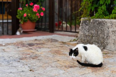 Yeşil ve saksı çiçekleri ile çevrili, rahat bir köy avlusunda, taş kaldırımda dinlenen siyah ve beyaz kedi, huzurlu ve büyüleyici Akdeniz atmosferini aydınlatıyor.