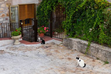 Charming scene of three cats relaxing in a rustic village courtyard, surrounded by lush plants and stone pavement, capturing the peaceful and cozy atmosphere of a traditional Mediterranean setting clipart