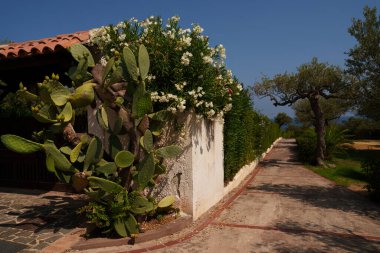 Büyük bir kaktüs ve yemyeşil çalılarla kaplı, açık mavi gökyüzü ve arka planda zeytin ağaçları ile denize doğru uzanan güneşli bir bahçe yolu.