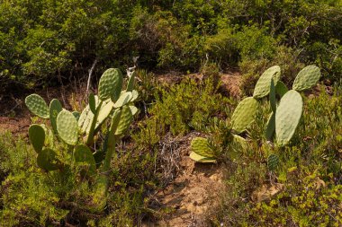 Bereketli kıyı bitkileri arasında yetişen dikenli armut kaktüslerine yakın çekim. Yeşil bitkiler engebeli arazide gelişiyor. Bölgenin çeşitli bitki örtülerini sergiliyorlar.