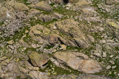 Büyük kaya parçaları ve dağınık taşların yer aldığı kayalık bir arazinin ayrıntılı bir görüntüsü, yeşil bitki örtüsüyle birleştirilmiş. Engebeli arazi