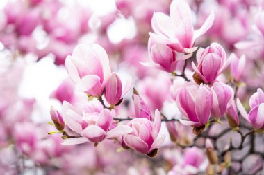 Magnolia soulangeana, ayrıca çay tabağı ya da Çin Manolyası olarak da bilinir. Canlı pembe çiçekler ağaçların dallarında çiçek açarlar tam çiçeklenerek. Magnolia Cennet Kokusu, pembe çiçekli Magnolia tarımı.