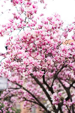 Magnolia soulangeana, also known as Saucer or Chinese Magnolia. Vibrant pink flowers blossoms on tree branches in full bloom. Magnolia Heaven Scent is Magnolia cultivar with pink flowers clipart