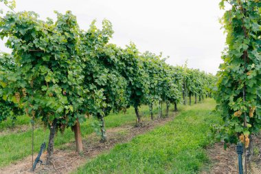 Olgun Chardonnay üzümleri üzüm hasadında asılıydı. Üzüm bağındaki üzüm yapraklarının arasında bir demet beyaz üzüm.