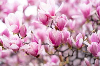 Magnolia soulangeana, ayrıca çay tabağı ya da Çin Manolyası olarak da bilinir. Canlı pembe çiçekler ağaçların dallarında çiçek açarlar tam çiçeklenerek. Magnolia Cennet Kokusu, pembe çiçekli Magnolia tarımı.