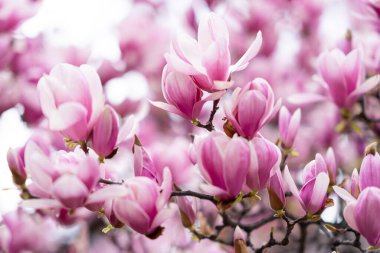 Magnolia soulangeana, ayrıca çay tabağı ya da Çin Manolyası olarak da bilinir. Canlı pembe çiçekler ağaçların dallarında çiçek açarlar tam çiçeklenerek. Magnolia Cennet Kokusu, pembe çiçekli Magnolia tarımı.