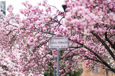 Milan, İtalya - 13.03.2023: Renata Tebaldi Garden tabelasını çerçeveleyen canlı pembe manolya çiçekleri. Magnolia soulangeana, ayrıca çay tabağı ya da Çin Manolyası olarak da bilinir.