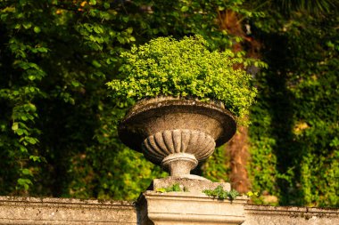 Bahçenin duvarında duran yemyeşil yapraklarla dolu güzel bir taş ekicisi. Çevreleyen yeşillik ve yumuşak akşam ışığı dingin, doğal bir manzara yaratır.