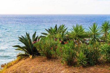 Sahil yamaçlarında yetişen tropikal bitki ve sulu bitkilerin çeşitliliği ve dingin gökyüzü altında, Calabria, İtalya 'da berrak mavi okyanus.