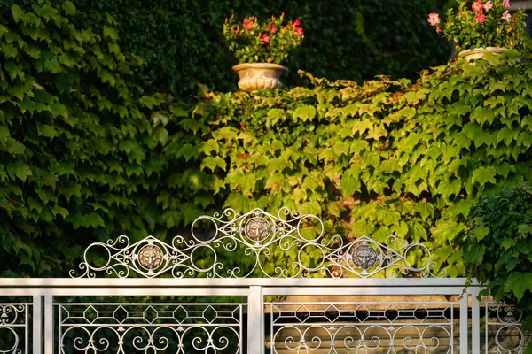 Bereketli sarmaşık ve yeşillik ile çevrili dekoratif metal kapı, yumuşak akşam ışığı ile aydınlatılmış. Bitkileri olan taş ekiciler sahneye büyüleyici bir dokunuş katıyor.