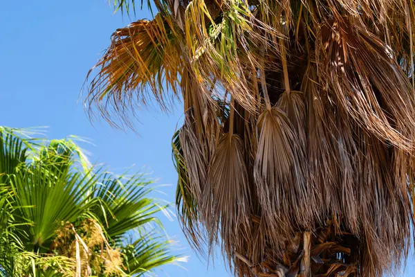 Mavi gökyüzüne karşı yeşil ve sarı yaprakları olan uzun palmiye ağaçları, kuru ve sıcak iklim, ekoloji kavramı