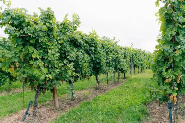 Olgun Chardonnay üzümleri üzüm hasadında asılıydı. Üzüm bağındaki üzüm yapraklarının arasında bir demet beyaz üzüm.