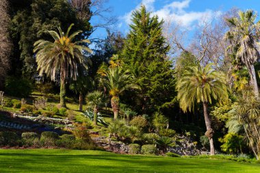 Uzun palmiye ağaçları ve yemyeşil yeşilliklerle dolu canlı bir bahçe. İtalya 'daki Carlotta villasında güneşli, huzurlu ve güzel manzaralı bir atmosfer.