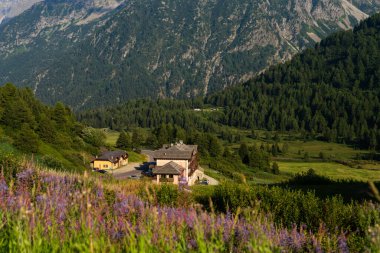 Passo Tonale, İtalya - 10.08.2024: Mor çiçekli ve yemyeşil manzaralı dağ inzivası.