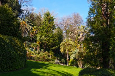 Uzun palmiye ağaçları ve yemyeşil yeşilliklerle dolu canlı bir bahçe. İtalya 'daki Carlotta villasında güneşli, huzurlu ve güzel manzaralı bir atmosfer.