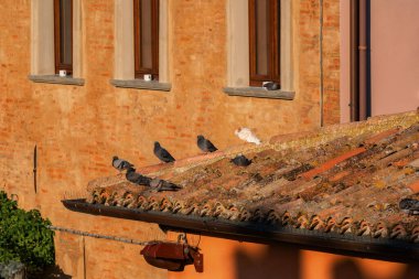 Gradara, İtalya - 25 Ağustos 2022: İtalya 'daki Gradara Kalesi' nde eski kiremitli çatı katında oturan güvercinler