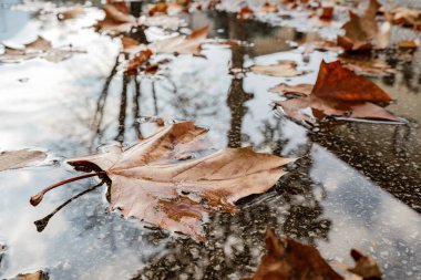 Düşen portakal yaprakları, Ekim yağmuru sırasında dökülen yağmur damlaları ve su birikintisindeki yapraklar üzerine dökülen parlak, siyah çimento üzerine uzanır.