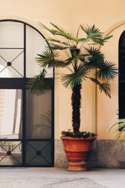 İtalya 'nın küçük avlusunda güneşli bir günde kapılar ve küçük palmiye ağaçları