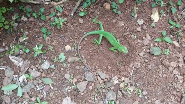 Common Garden Green Lizard Digging Ground Laying Eggs Calotes Calotes — Stock Video