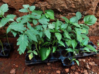 Çiftçilik için küçük plastik bir tepside genç domates bitkisi, yeniden ekilmeden hemen önce.