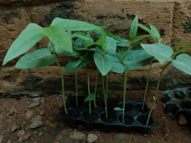 Toplanmadan hemen önce küçük plastik bir tepside fasulye.