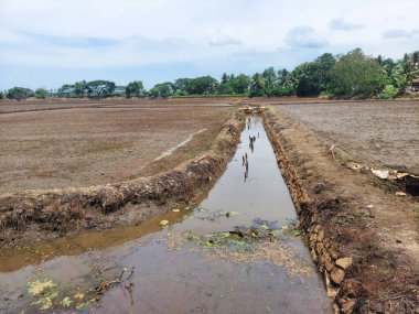 Pirinç çiftliğinin ortasında küçük bir akıntı, kerala viw, eski sulama sistemi