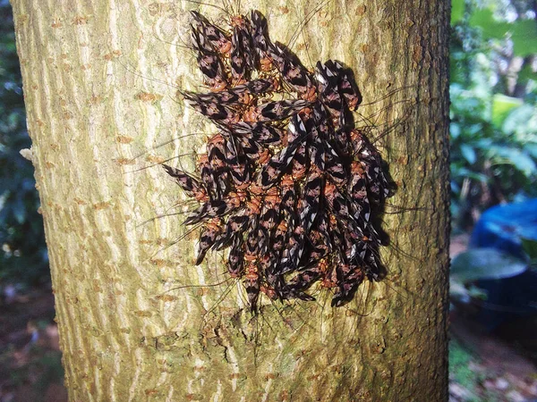 Close View Number Bark Lice Tree Branch Macro Cerastipsocus Venosusimage — Stock Photo, Image