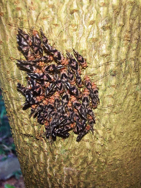 木の枝マクロCerastpsocus Venosusimage上の樹皮ライスの数のビューを閉じます — ストック写真