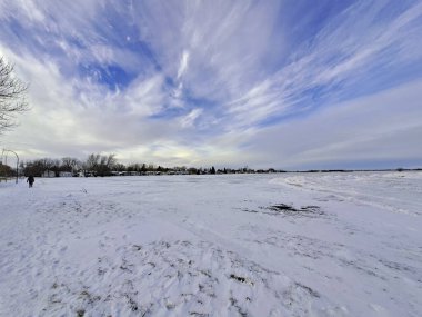 Karda ağaç, manitoba manzarası. Karla kaplı ağaçlarla kaplı kış manzarası