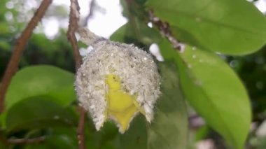 Mealybug ile kaplanmış somon çiçeğinin yakın görüntüsü, pantolon ve çiçek için zararlıdır