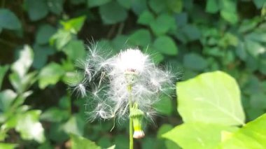 Gynura crepidioides in the garden, Crassocephalum crepidioides, also called ebolo, thickhead, redflower ragleaf, or fireweed.,