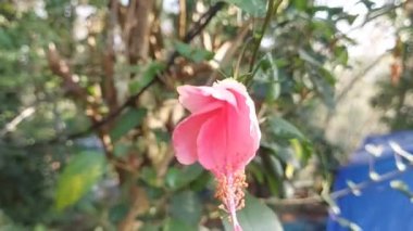 timelaps of a blloming hibiscus flower