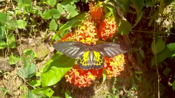 Troides Minos Southern Birdwing Butterfly Flower Second Largest Butterfly India — Αρχείο Βίντεο