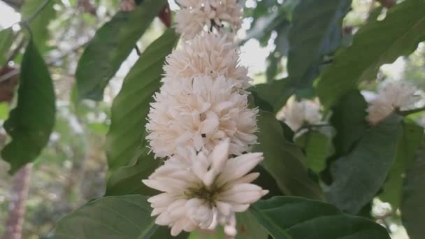 Coffee Flowers Blooming Garden Coffee Plant — Video