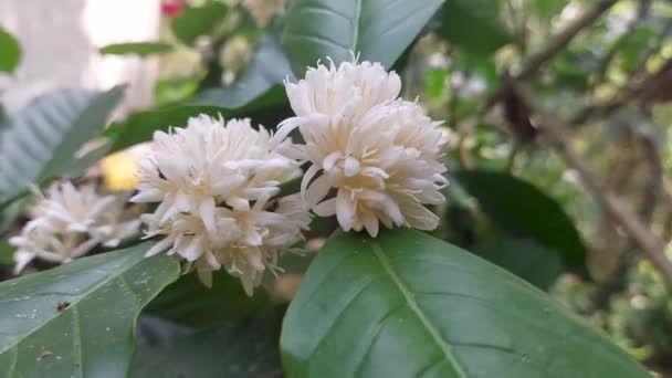 Coffee Flowers Blooming Garden Coffee Plant — Αρχείο Βίντεο