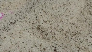 Rice that has been eaten by insects.Snout beetles in rice or Rice weevil eating all rice and destroying it