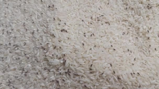 Ryż Który Został Zjedzony Przez Owady Chrząszcze Pyskowe Ryżu Lub — Wideo stockowe