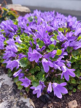 closeup view of a bumch of dalmation bellflower