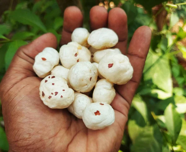 Fool makhana ya da fındık yemeye hazır bir çiftçi.