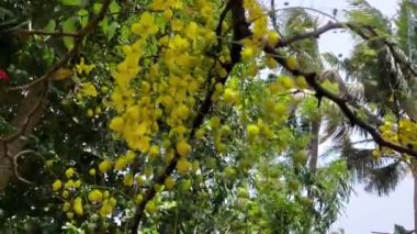 Cassia fistülü veya Altın Duş Ağacı Kerala Cassia fistülü veya altın duş çiçekleri rüzgarda yavaşça salınır.