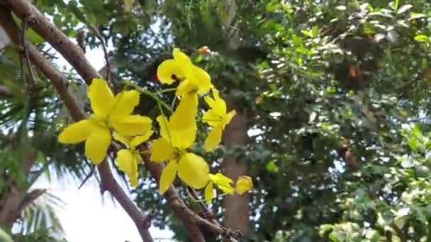 Cassia Fistula Golden Shower Tree Λουλούδια Θέα Από Kerala Cassia — Αρχείο Βίντεο