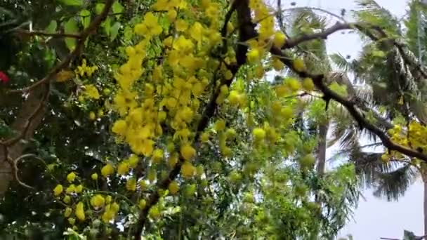 Cassia Fistula Golden Shower Tree Λουλούδια Θέα Από Kerala Cassia — Αρχείο Βίντεο